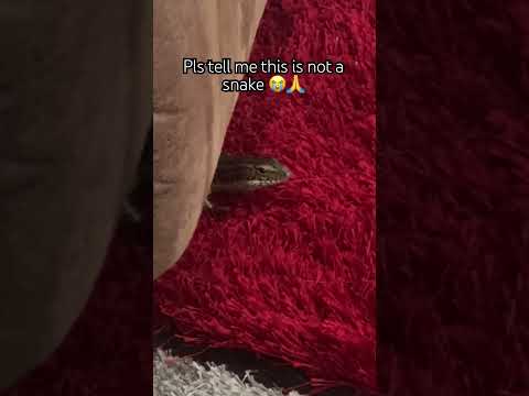 Living in Australia be like 😭🇦🇺 #australia #snake